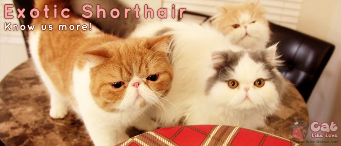 เอ็กโซติก ช็อตแฮร์ (Exotic Shorthair)