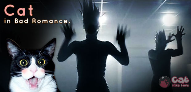 Cat in Bad Romance