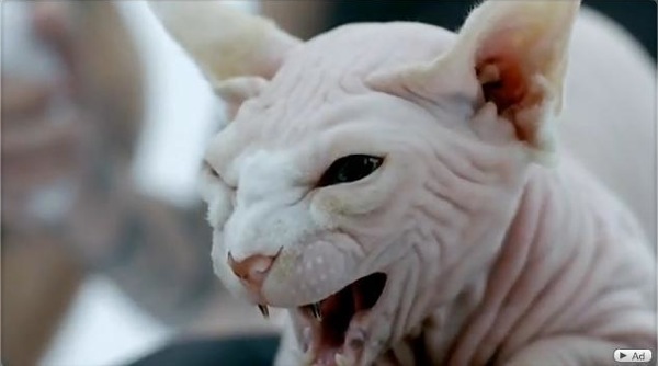 cat in bad romance