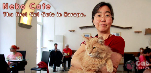เปิดแล้ว!!! คาเฟ่แมวแห่งแรกในยุโรป