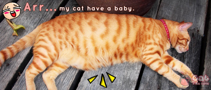 วิธีดูแลแมวท้อง
