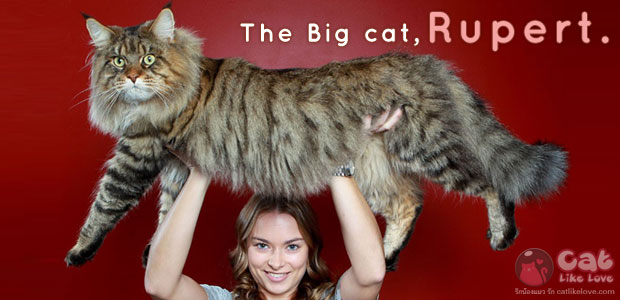 รูเพิร์ต...ว่าที่แมวยักษ์ที่สุดในโลก