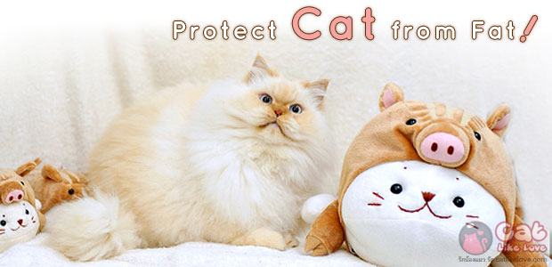 [Knw] 4 วิธีป้องกันไม่ให้น้องแมวอ้วน !!!