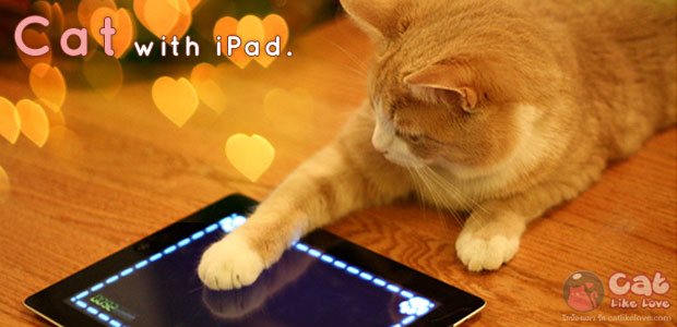 iPad ของเล่นอินเทรนด์ของแมวเหมียว