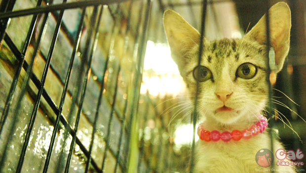 Thailand Cat Show 2012