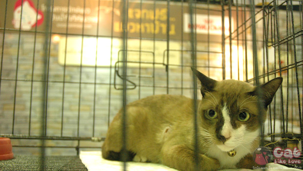 Thailand Cat Show 2012