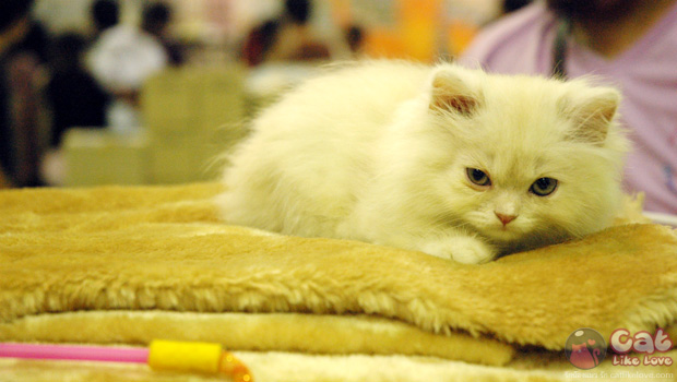 Thailand Cat Show 2012