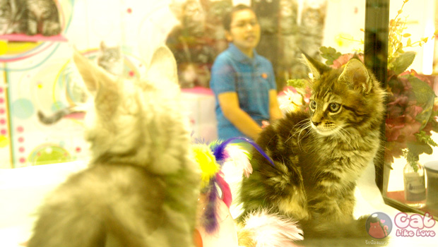 Thailand Cat Show 2012
