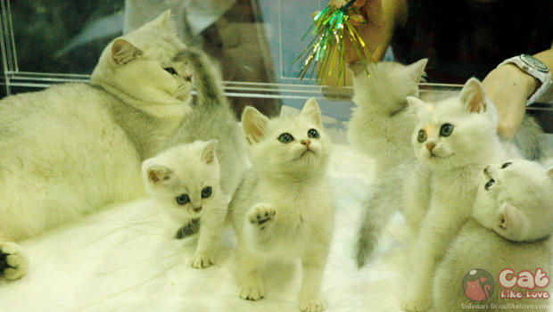 Thailand Cat Show 2012