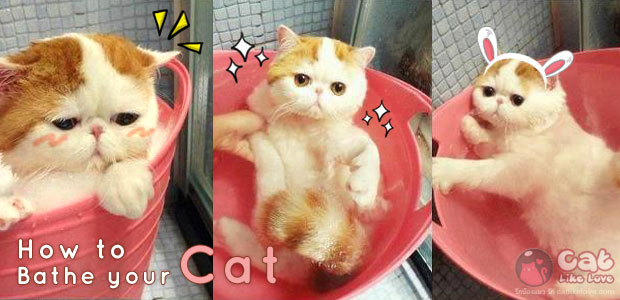 [Tips] มาจับน้องแมวอาบน้ำกันดีกว่าาา !!!