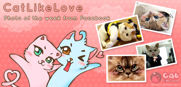 ทักทายสไตล์ CatLikeLove Photo of the week from Facebook [ตอนที่ 1]