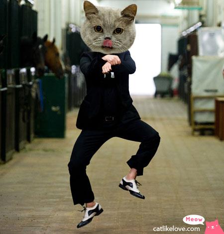 เอาท์แน่!!! ถ้าไม่รู้จัก Gangnam Cat Style