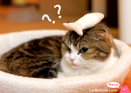 หม่ำๆ เสร็จแล้วมาเจอกันได้ที่ www.catlikelove.com นะง๊าปปป ♥♥♥