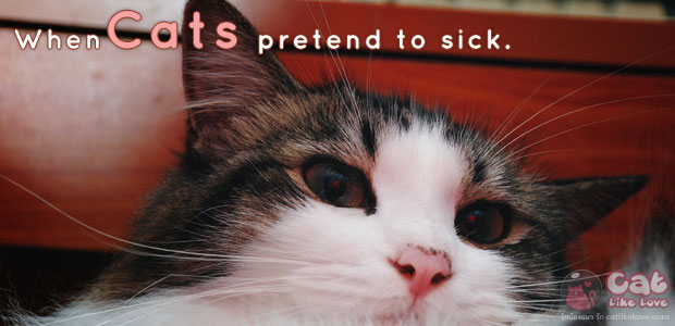 [Knw] รู้มั๊ย??? น้องแมวก็แกล้งป่วยเป็นนะ !!!