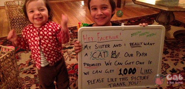 [News] คุณพ่อขอท้า...ถ้าอยากเลี้ยงแมวให้ เอา 1,000 ไลค์ มาแลก !!!