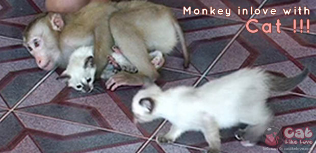 [News] รักต่างสายพันธุ์ ระหว่างลิงแสมและลูกแมวน้อย
