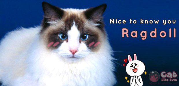 [Knw] Ragdoll น้องแมวขี้อ้อนแสนสุภาพ ขนฟู๊ ฟู~