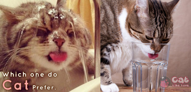 [Knw] แมวชอบดื่มน้ำก๊อกรึในชาม...น้อออ???