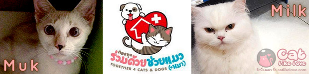 [News] Thailand Cat Show 2013 ครั้งที่ 13 งานเพื่อคนรักแมว
