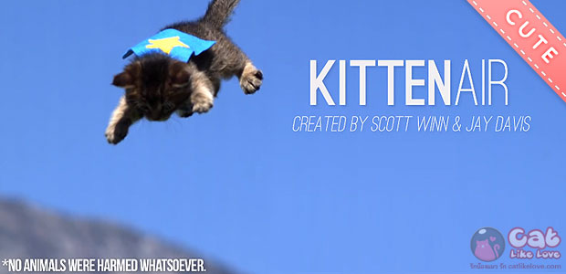 [Clip] Kitten Air...ใครว่าเหมียวบินม๊ายด๊ายยย :3