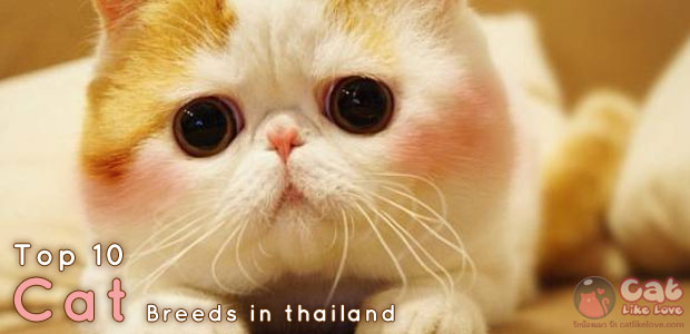 [Knw] 10 สายพันธุ์แมวสุดฮิตในเมืองไทย!!!